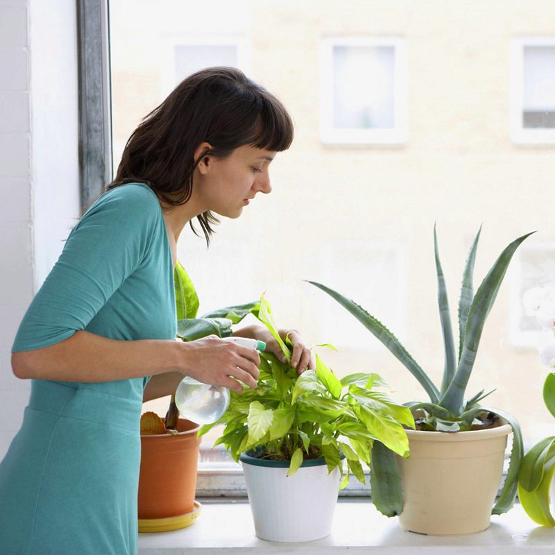 woman watering house plants