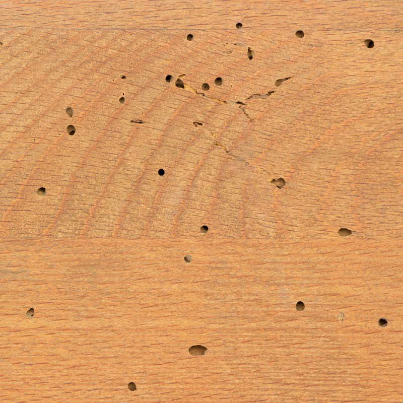 termites